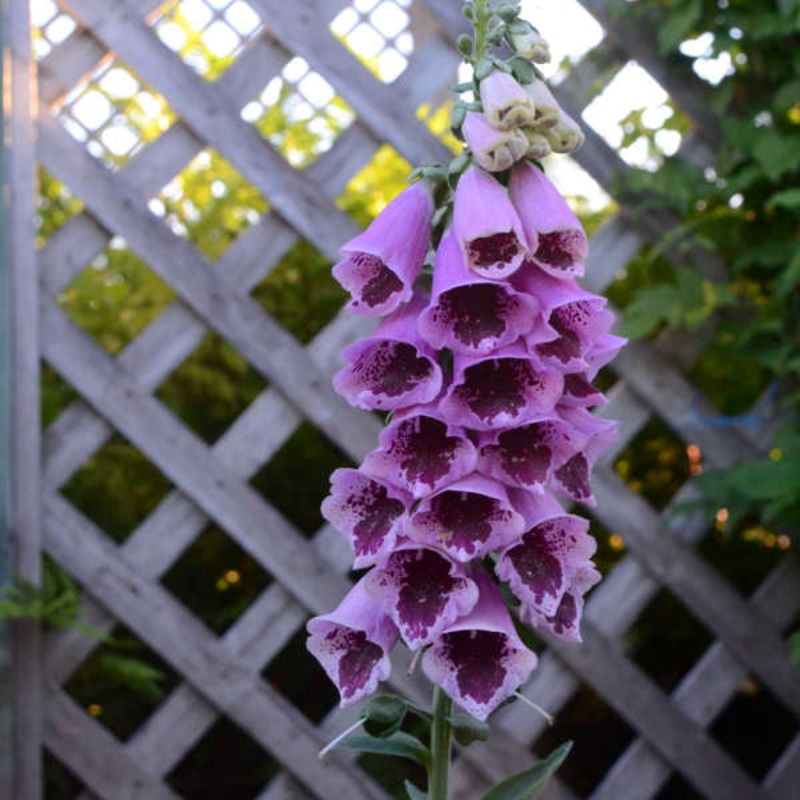 ‘Sugar Plum’ Foxglove (Digitalis)
