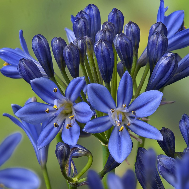 Summer Love Blue Lily of the Nile (Agapanthus)