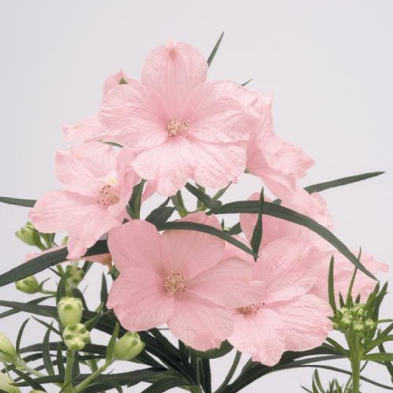 ‘Summer Morning’ Delphinium|One Quart