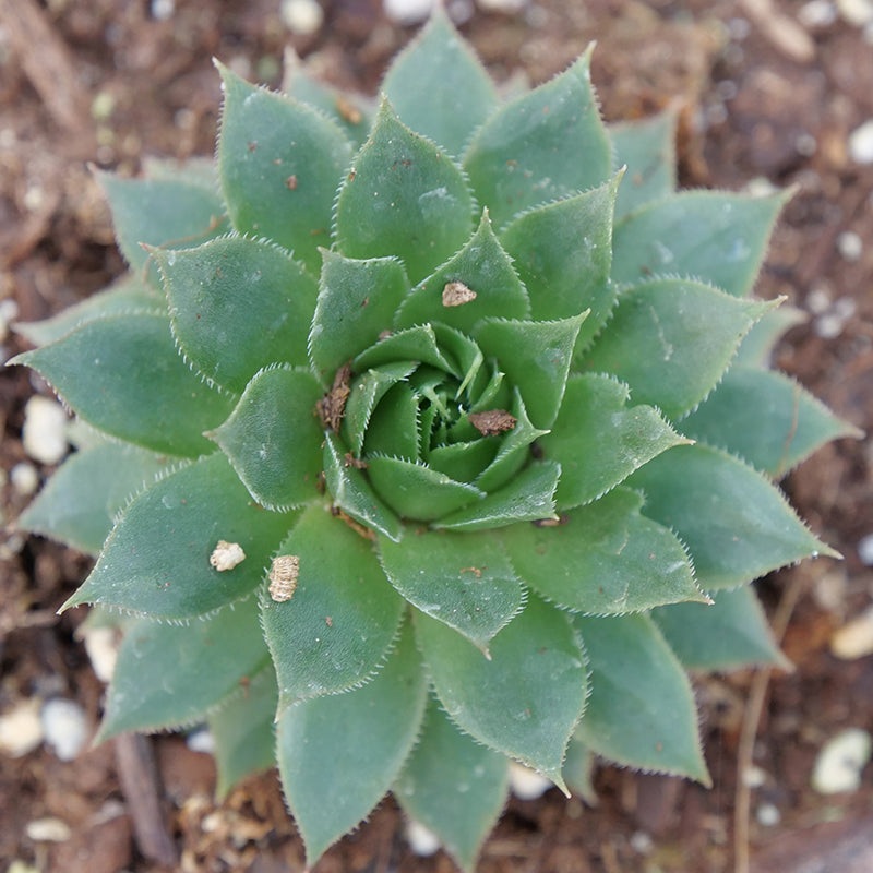 ‘Sunset’ Hens & Chicks|Three Inch
