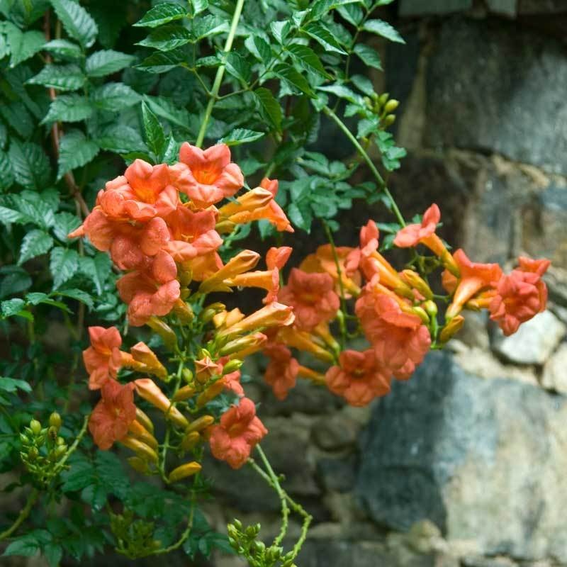 Trumpet Vine (Campsis)|One Quart
