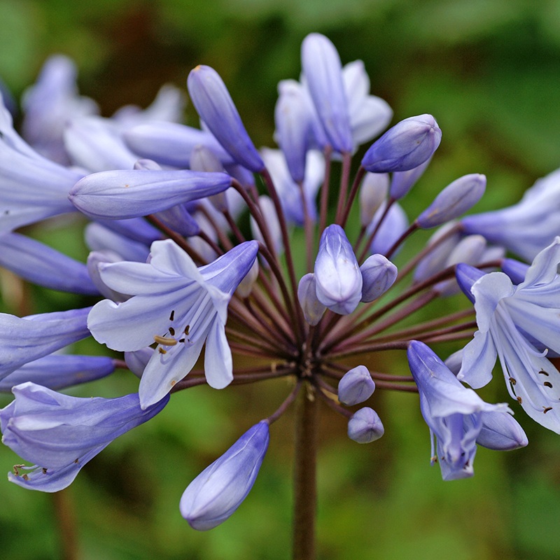 ‘Valencia’ Lily of the Nile (Agapanthus)