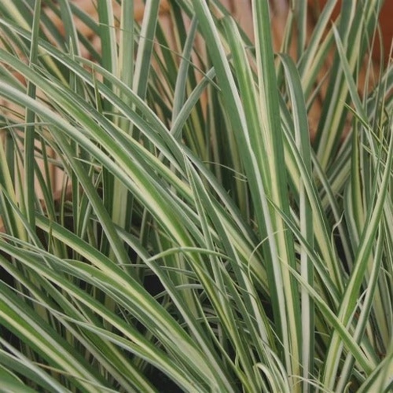 Variegated Sweet Flag|One Quart