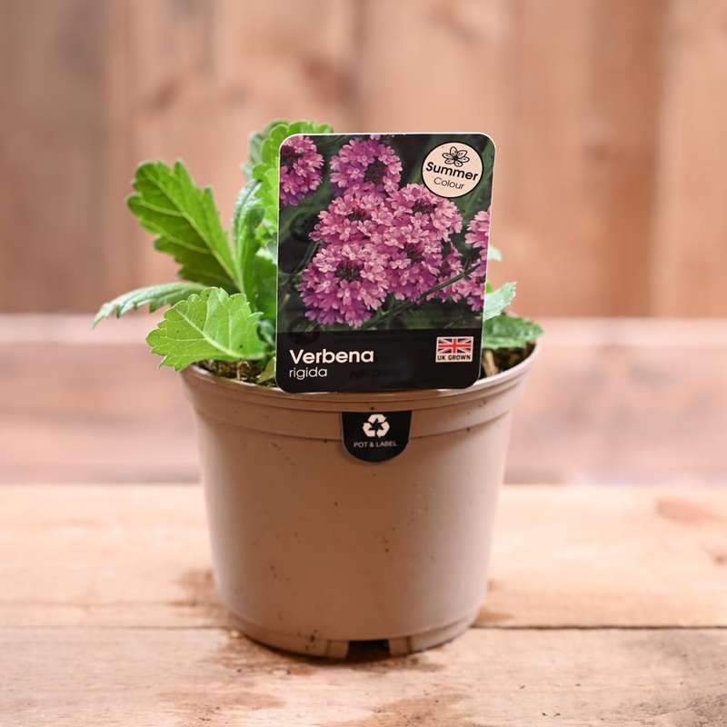 Verbena Rigida 1L