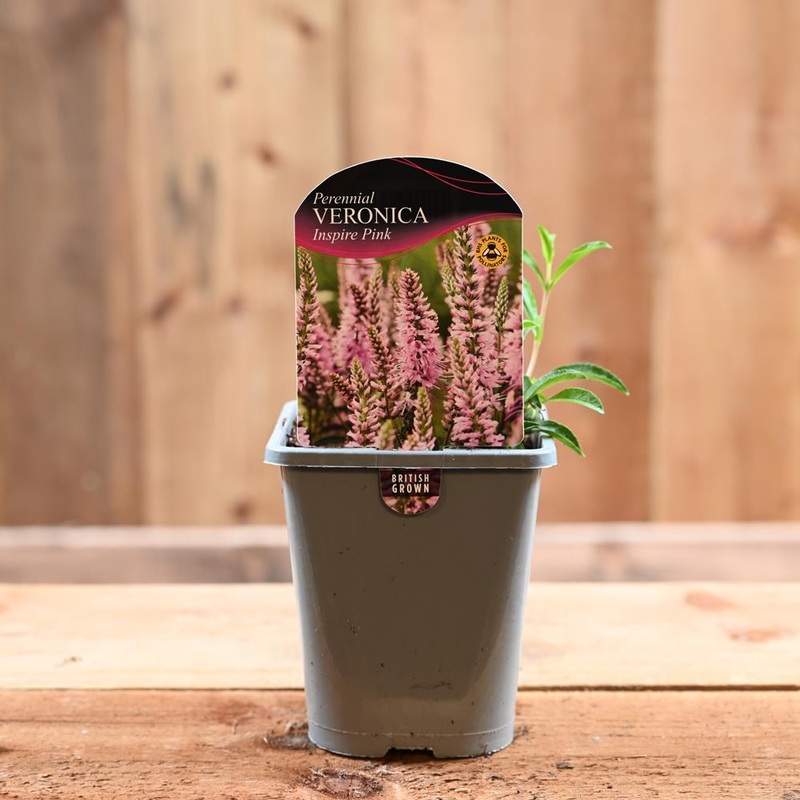 Veronica Inspire Pink 1L