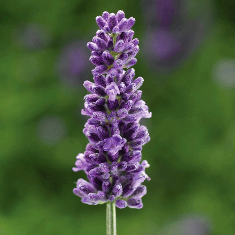 ‘Vintro Blue English Lavender