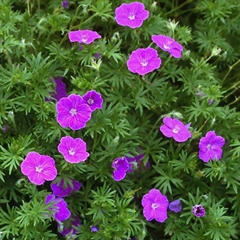 ‘Vision Violet’ Cranesbill (Geranium)