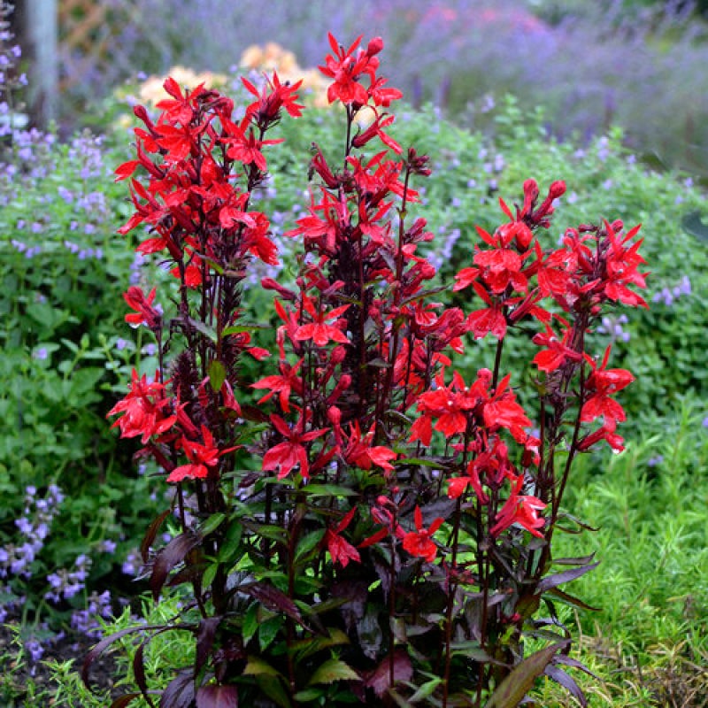 ‘Vulcan Red’ Cardinal Flower (Lobelia)