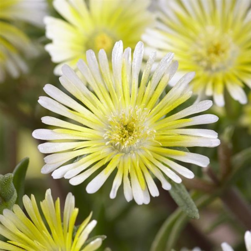 Wheels of Wonder Limoncello Ice Plant (Delosperma)