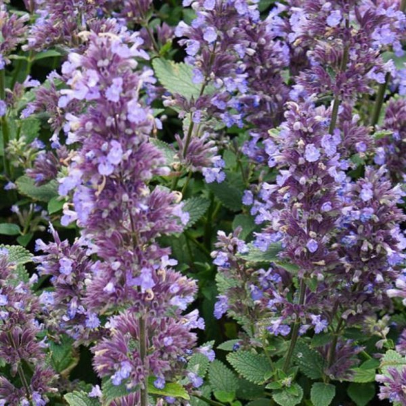 Whispurr Blue Catmint (Nepeta)