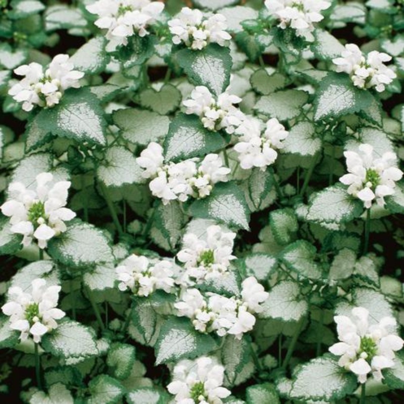 White Nancy Dead Nettle (Lamium)