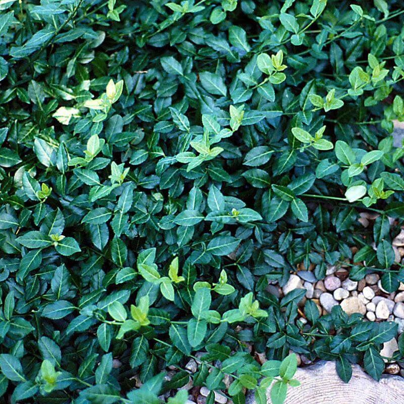 Wintercreeper (Euonymus)|32 Landscape Plugs|One Quart