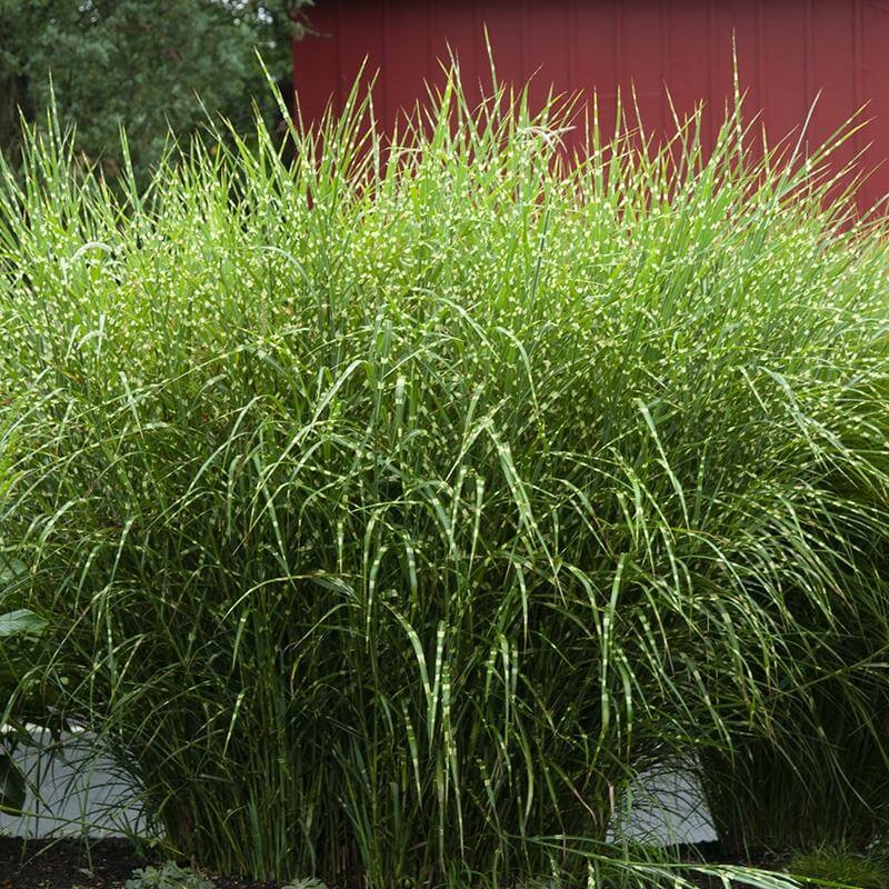 ‘Zebrinus’ Maiden Grass (Miscanthus)