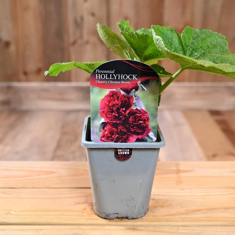 Alcea Rosea Chaters Double Chestnut Brown (Hollyhock) 1L