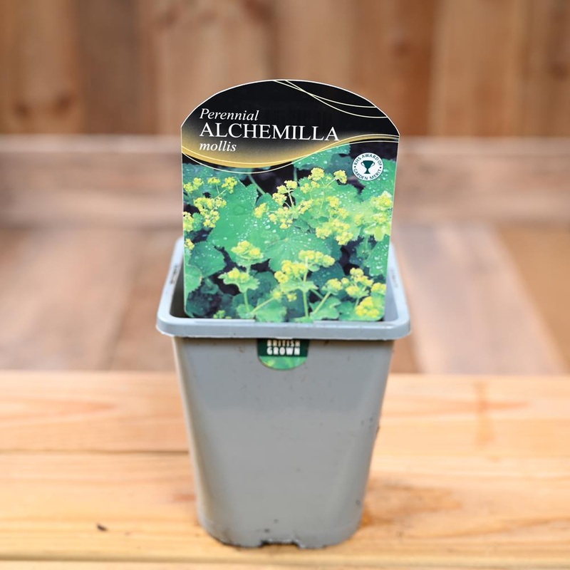 Alchemilla Mollis 1L
