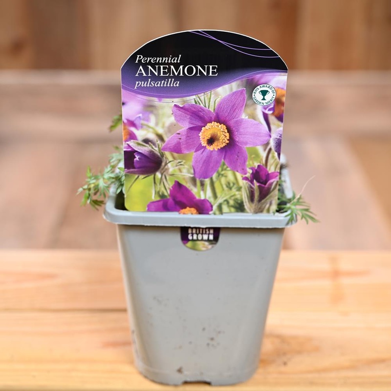 Anemone Pulsatilla Papageno 1L