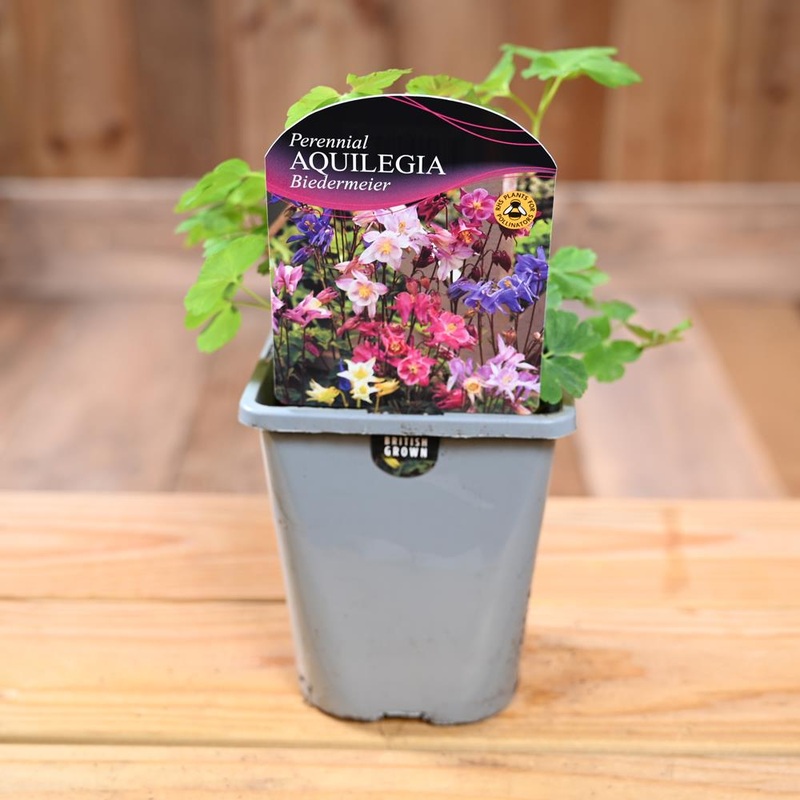 Aquilegia Beidermeier 1L