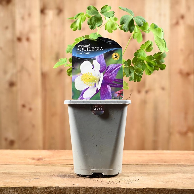 Aquilegia Blue Star 1L