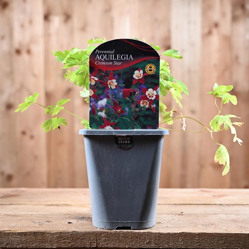 Aquilegia Crimson Star 1L
