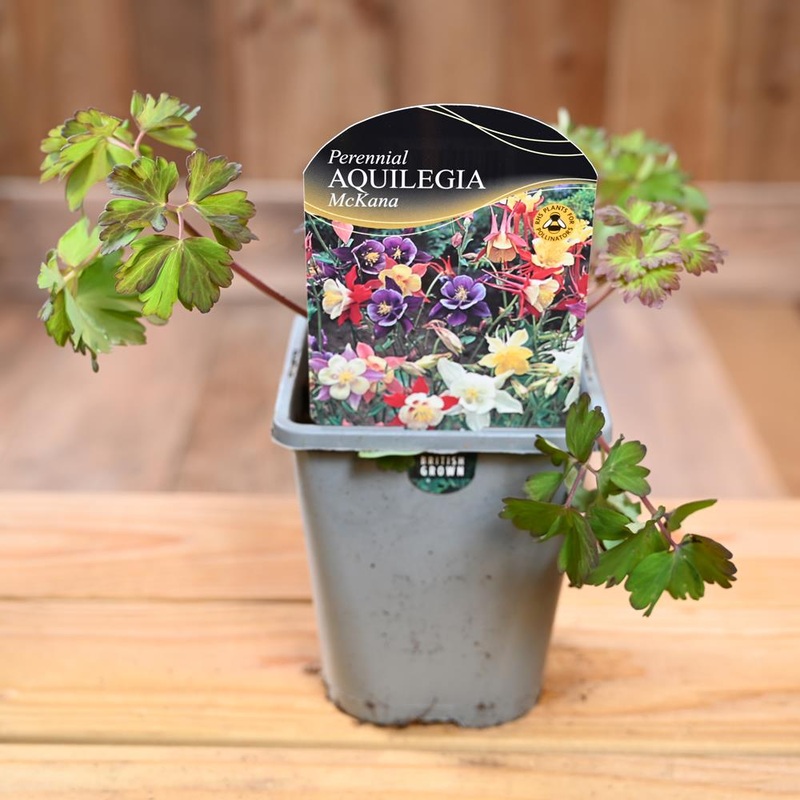 Aquilegia ‘Mckana Hybrids’ 1L