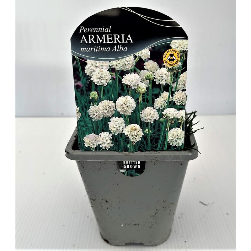 Armeria Maritima 1L