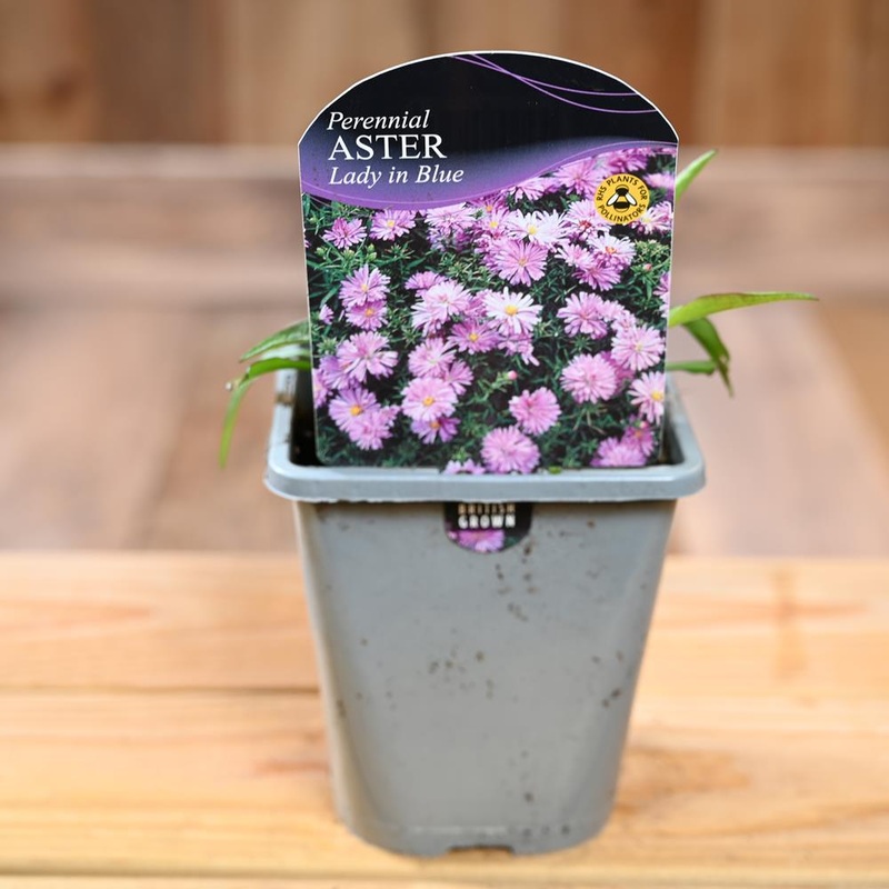 Aster Novi-Belgii Lady In Blue  1L