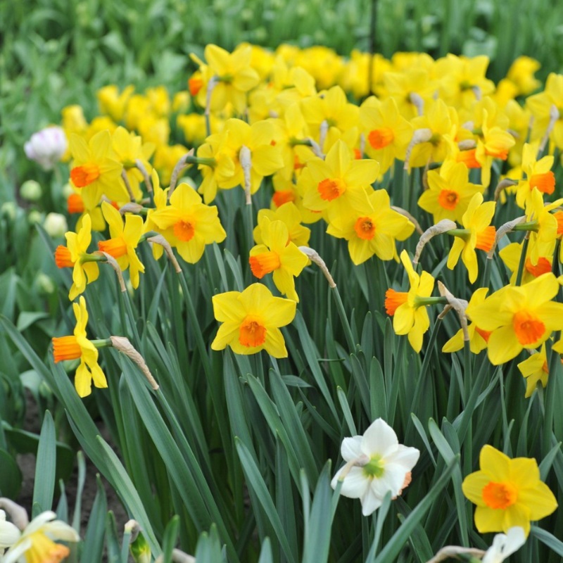 ‘Brackenhurst’ Large Cupped Daffodil (Narcissus)