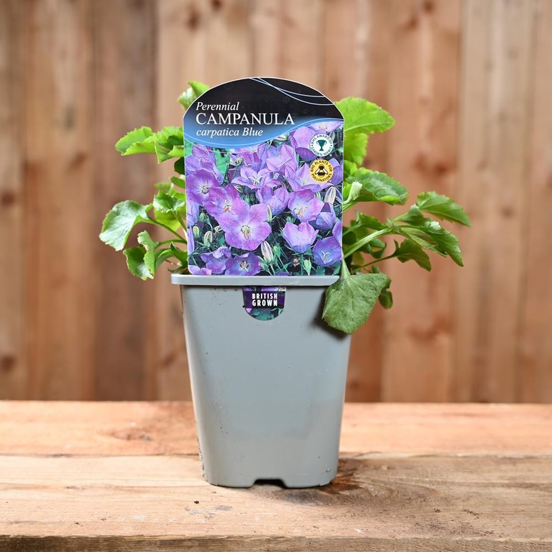 Campanula Carpatica Blue Uniform 1L