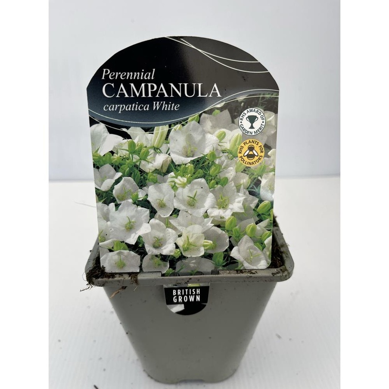 Campanula Carpatica White Uniform 1L