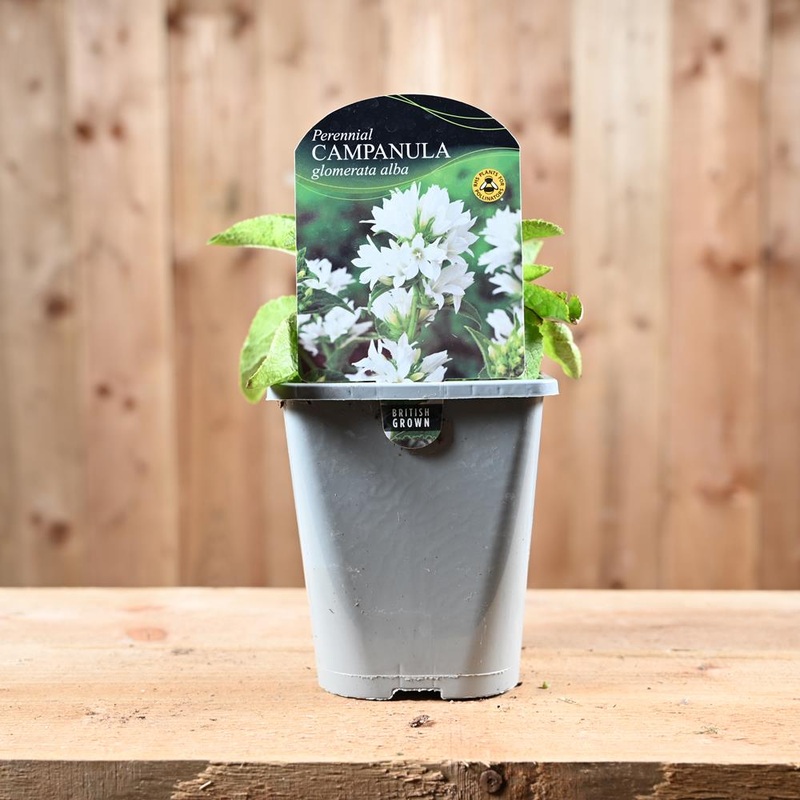 Campanula Glomerata ‘Alba’ 1L
