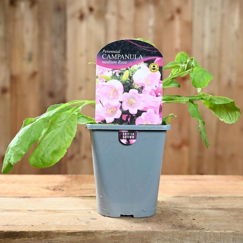 Campanula Medium Rose 1L