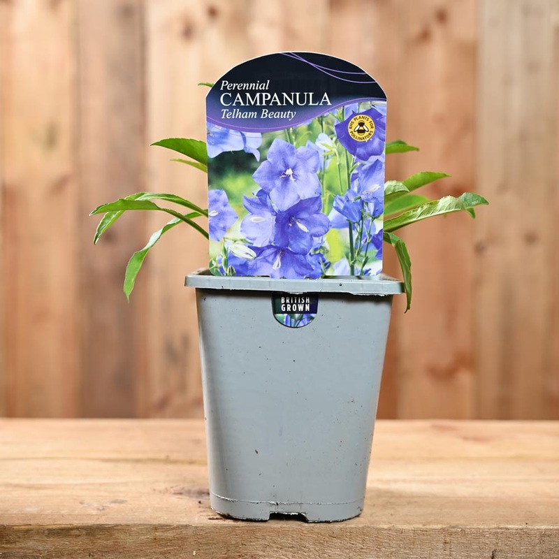 Campanula Persicifolia ‘Telham