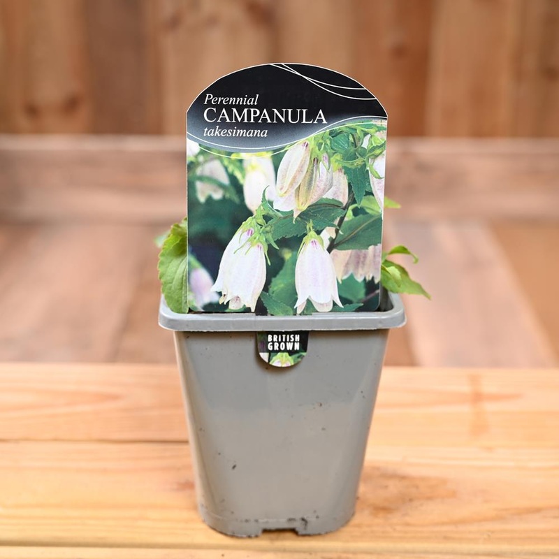 Campanula Takesimana 1L