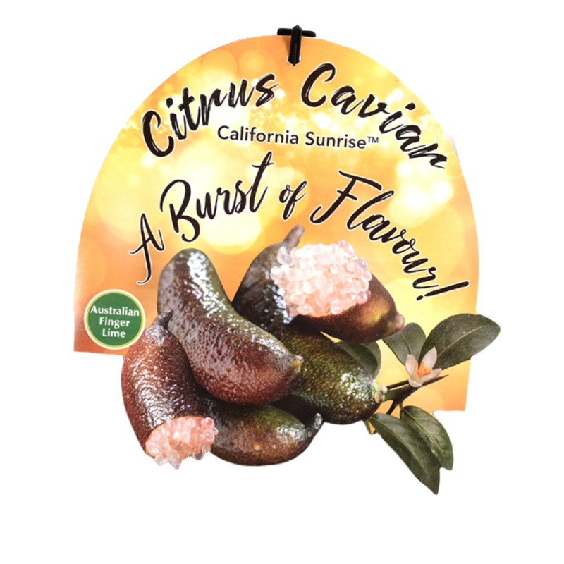 CITRUS FINGER LIME 5L