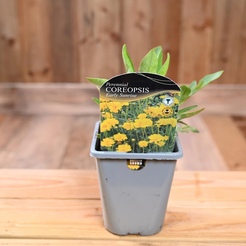 Coreopsis Grandiflora Early Sunrise  1L