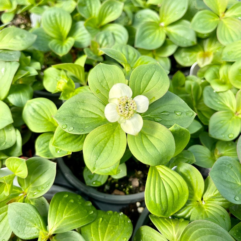 Creeping Dogwood|One Quart