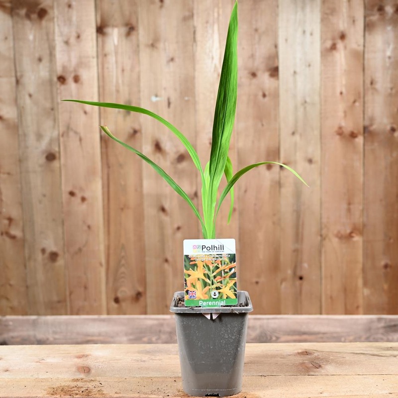 Crocosmia George Davidson 1L