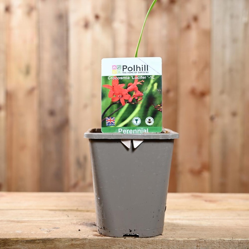 Crocosmia Lucifer  1L