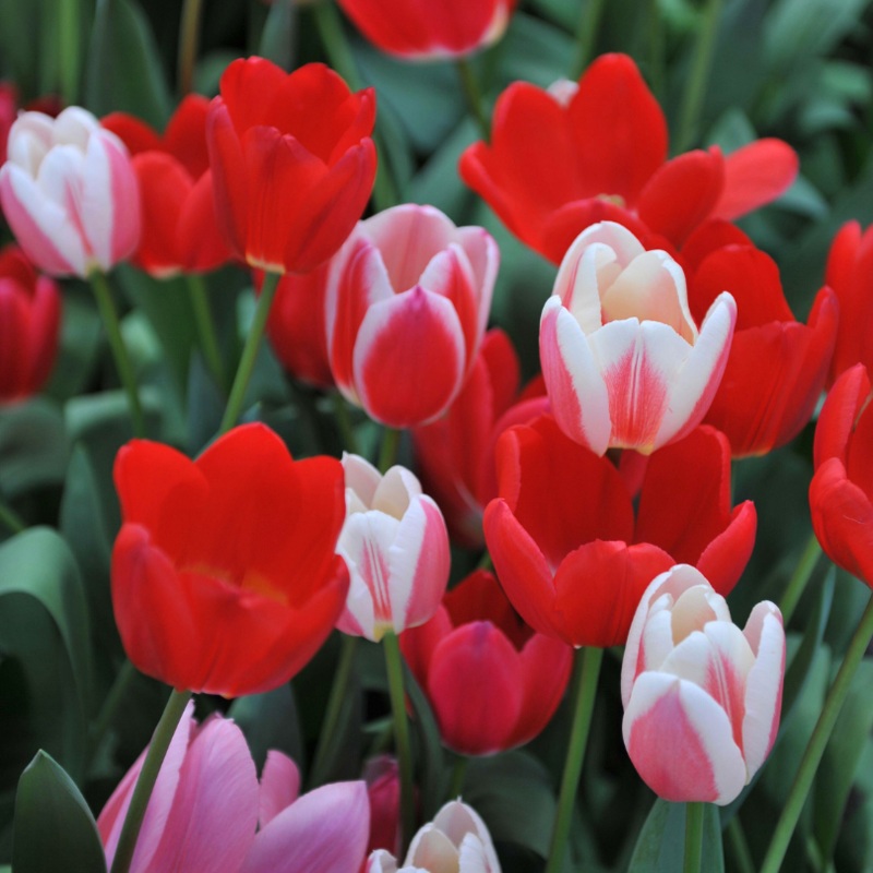 Delight Tulip Blend|12 Bulb Pack