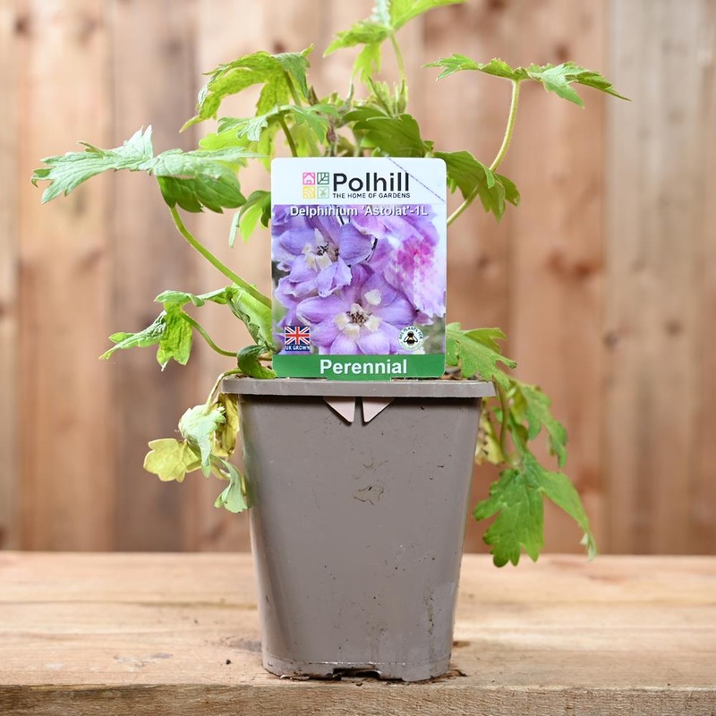 Delphinium Astolat 1L