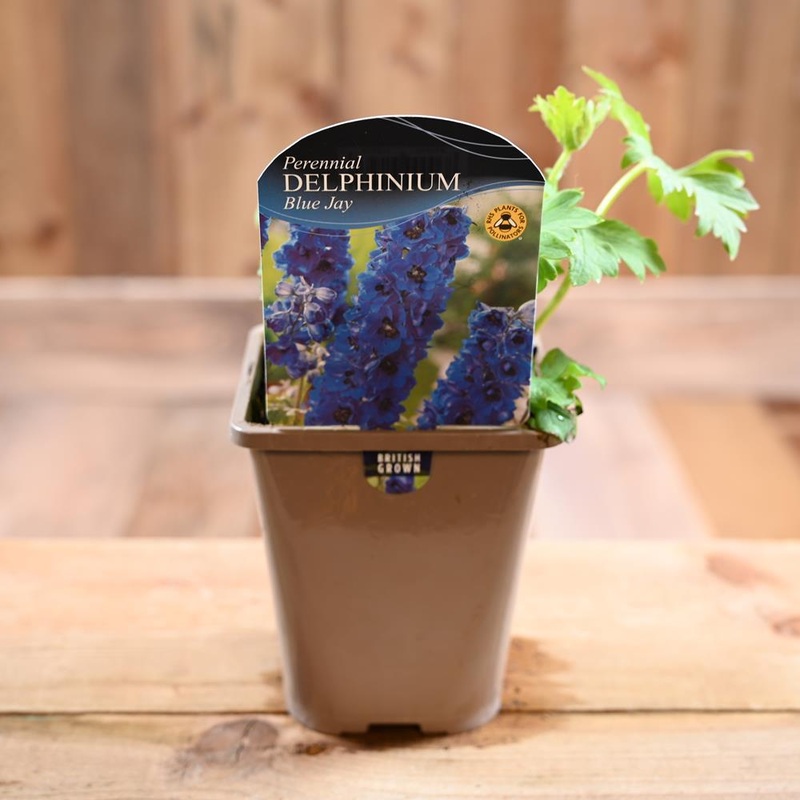 Delphinium ‘Blue Jay’ 1L