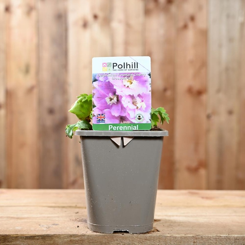 Delphinium Fountain Cherry Blossom 1L