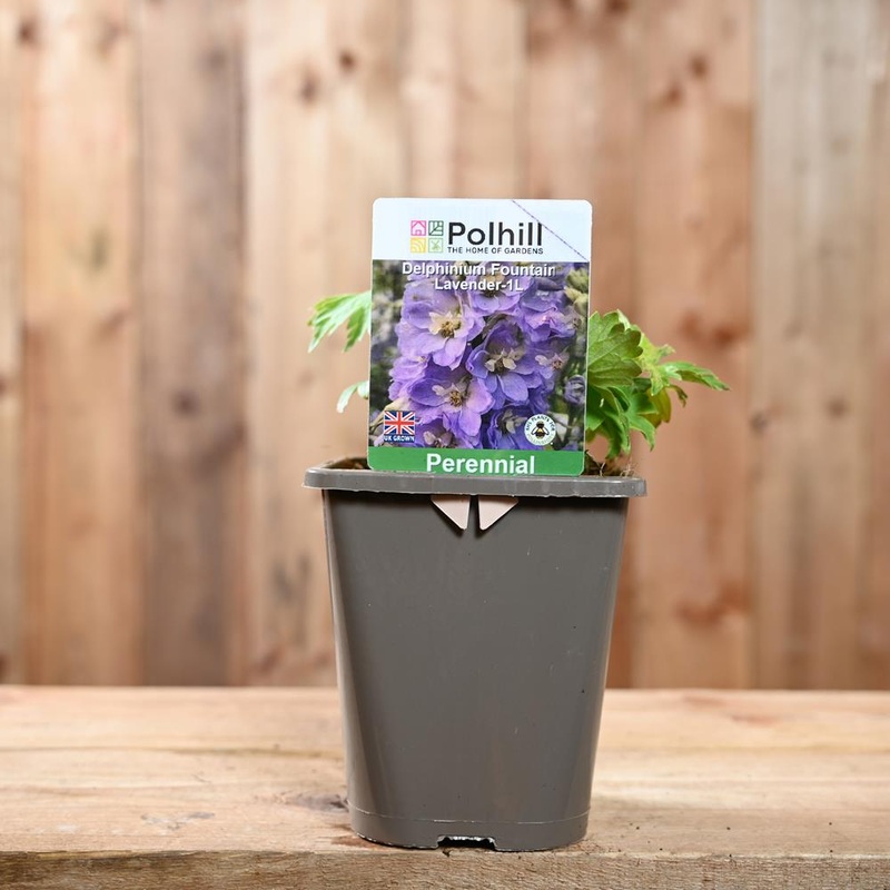 Delphinium Fountain Lavender 1L