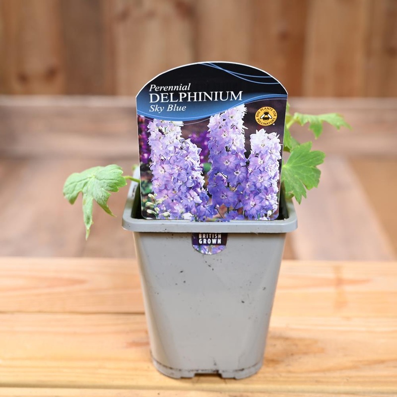 Delphinium Fountain Sky Blue 1L
