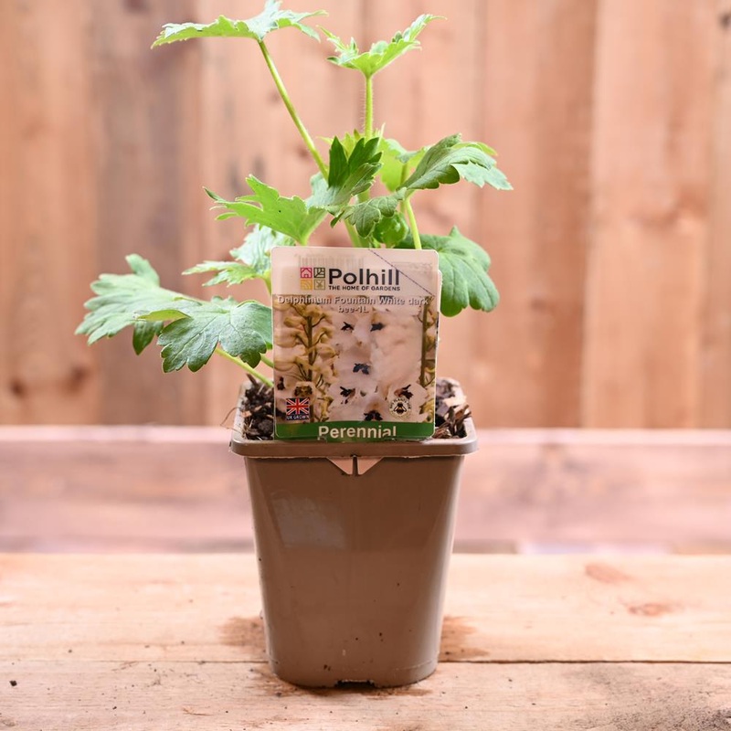 Delphinium Fountain White Dark Bee 1L
