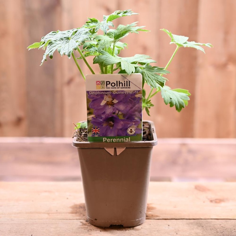 Delphinium Guinevere 1L