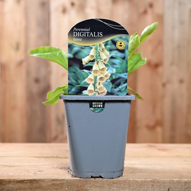 Digitalis Lutea 1L