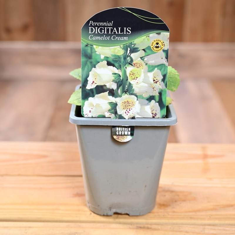 Digitalis Purpurea Camelot Cream 1L