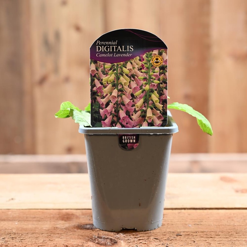Digitalis Purpurea Camelot Lavender 1L