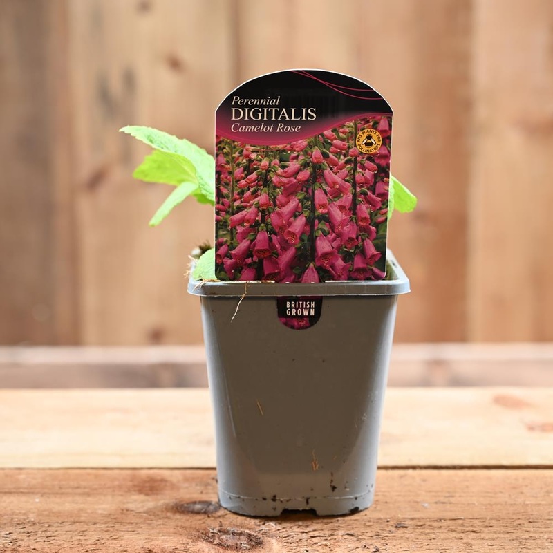 Digitalis Purpurea Camelot Rose 1L